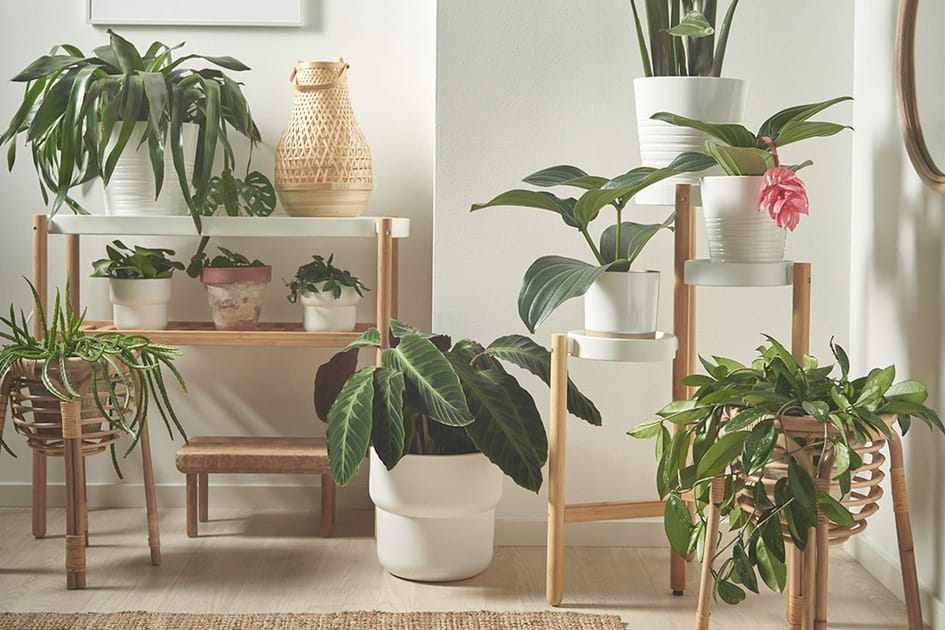 Une accumulation de plantes