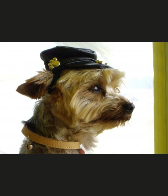 Loulou la b&eacute;cane