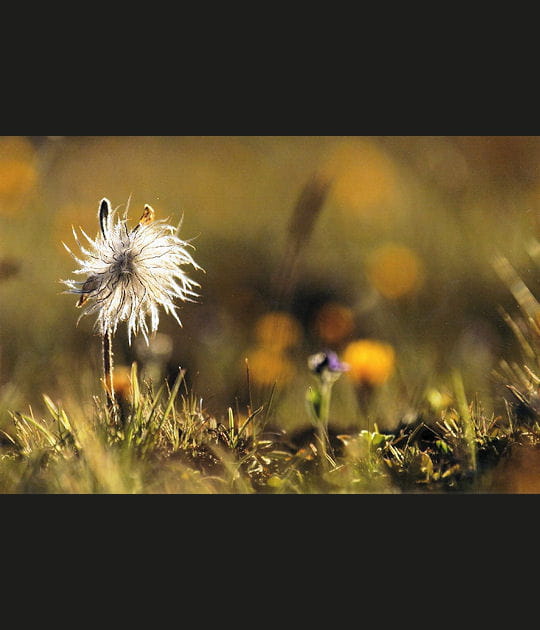 Coucher de soleil sur une an&eacute;mone fruit