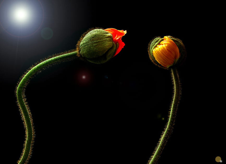 Pavots surnaturels
