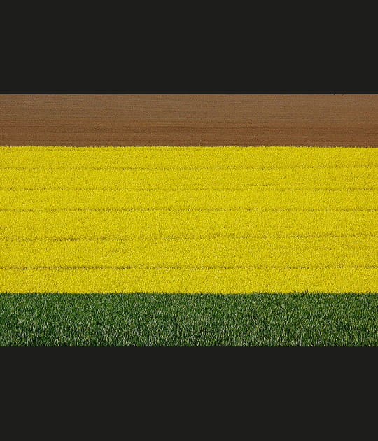 Tricolore
