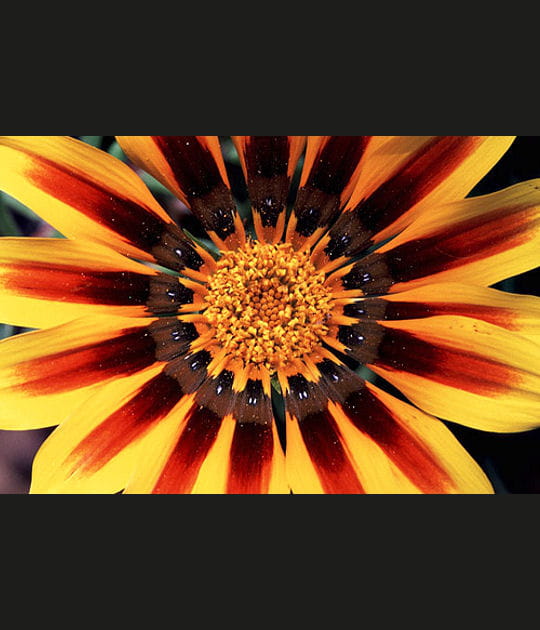 Les secrets de la mati&egrave;re florale