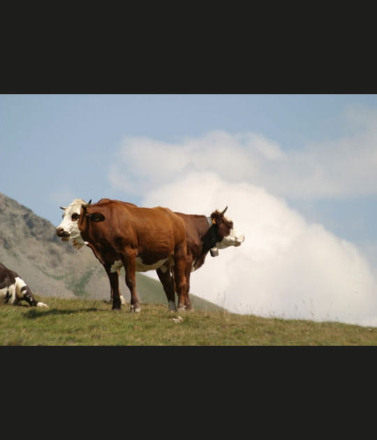 Vache folle