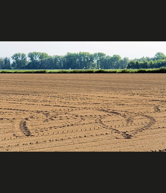 Le champ des c&oelig;urs