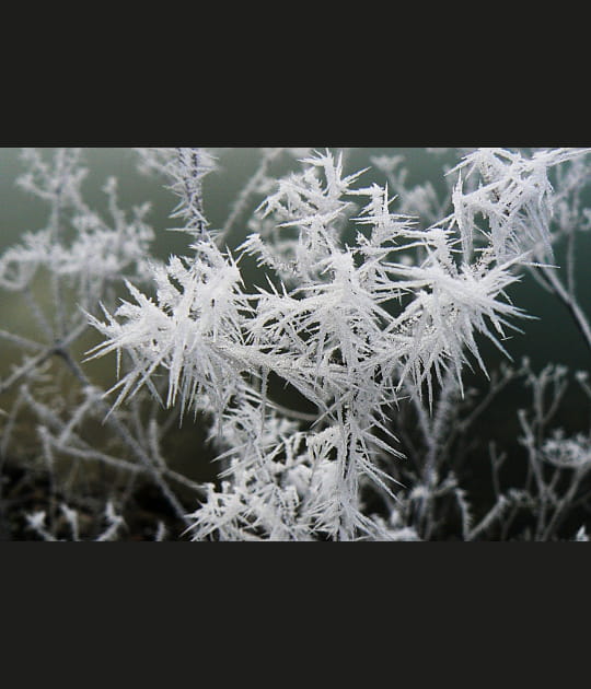 Les aiguilles de givre blanc