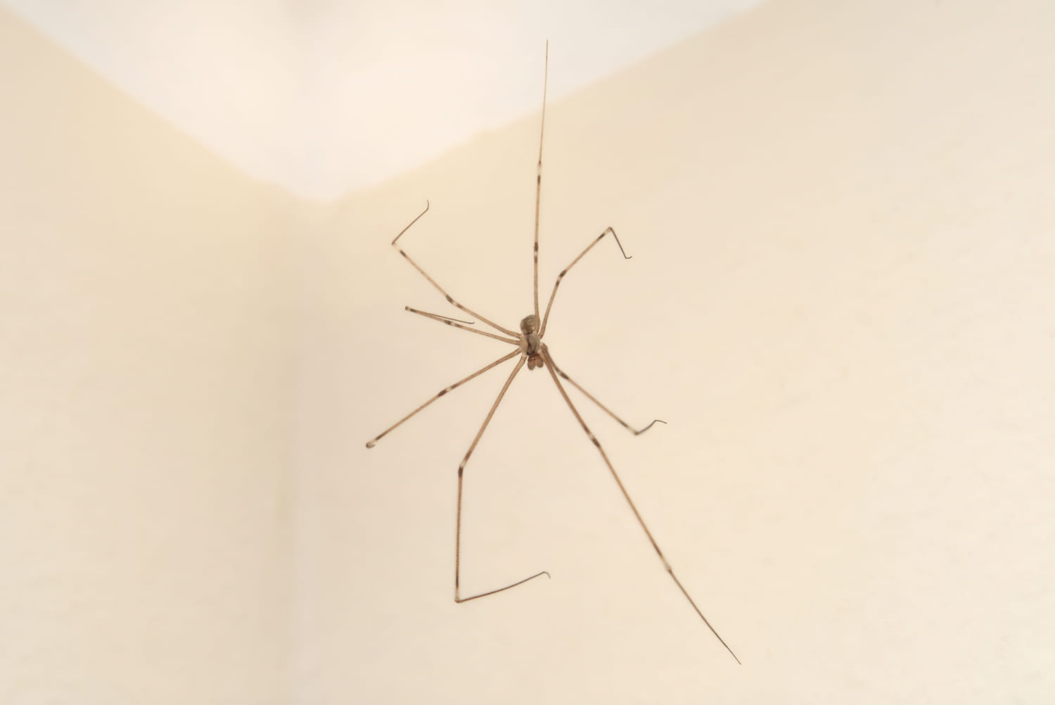 L'automne approche : voici comment éloigner les araignées naturellement