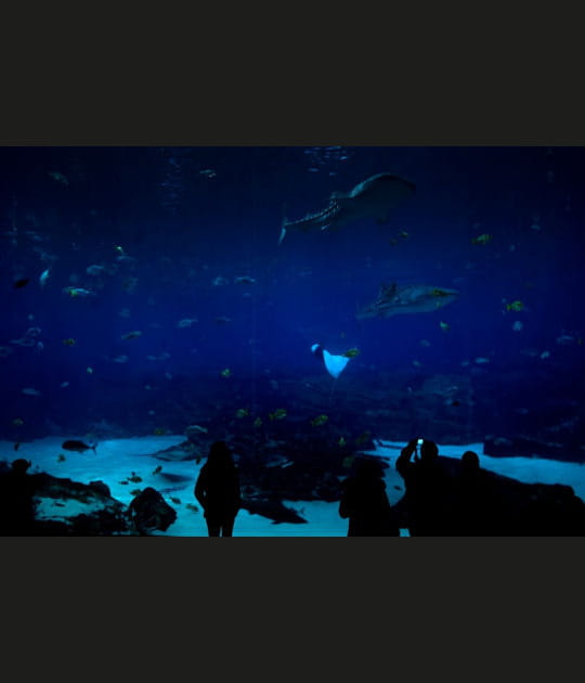 Aquarium
