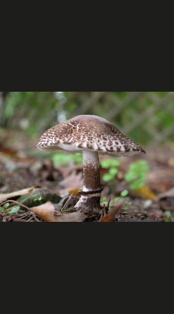 Premiers champignons