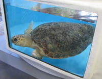 Les rois des aquariums : Tortues, requins et raies pastenagues