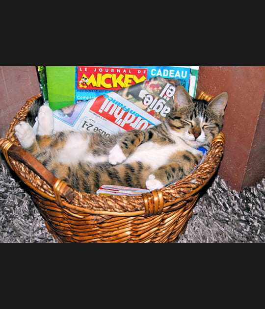 Sieste au milieu des journaux