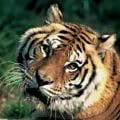 lion1