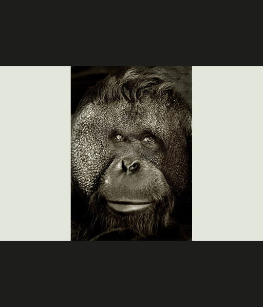 Portrait d'orang-outan