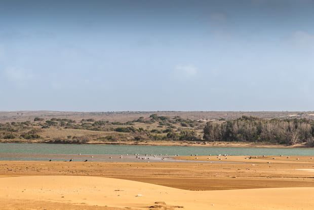 Parc naturel de Souss-Massa, un trésor de biodiversité