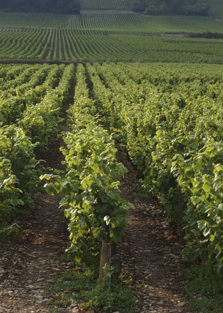 Du bon vin apr&egrave;s la s&eacute;cheresse