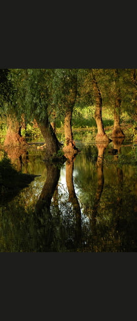For&ecirc;t inond&eacute;e dans le delta du Danube
