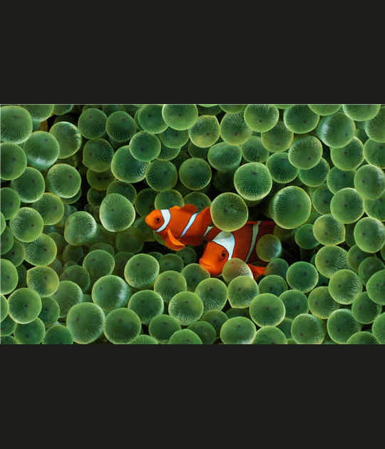 Poissons clowns&nbsp;: des couleurs impressionnantes
