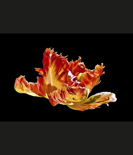 Printemps flamboyant
