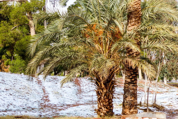 Les palmiers du Sahara sous la neige