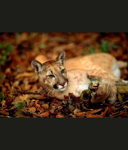 La capture du puma