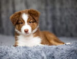 Animaux à adopter : nouvelle famille pour une nouvelle vie