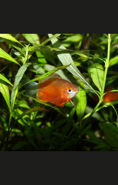 Le poisson aux longs filaments