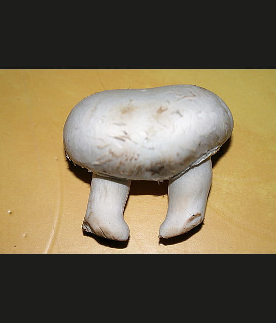 Champignons siamois