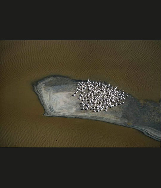 Les p&eacute;licans du lac Eyasi, Tanzanie