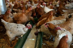 Grippe aviaire: le risque redescend &agrave; un niveau &quot;n&eacute;gligeable&quot; en France