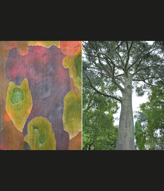 L'eucalyptus mouchet&eacute;