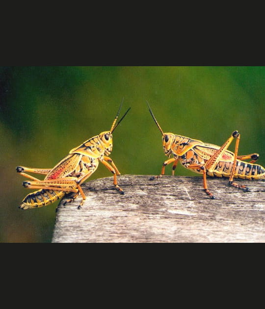 Combat ou s&eacute;duction&nbsp;?