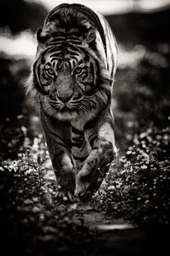 Les plus belles photos d'animaux du concours Skyprods