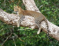 Sri Lanka, île des extrêmes : La reine du parc de Yala