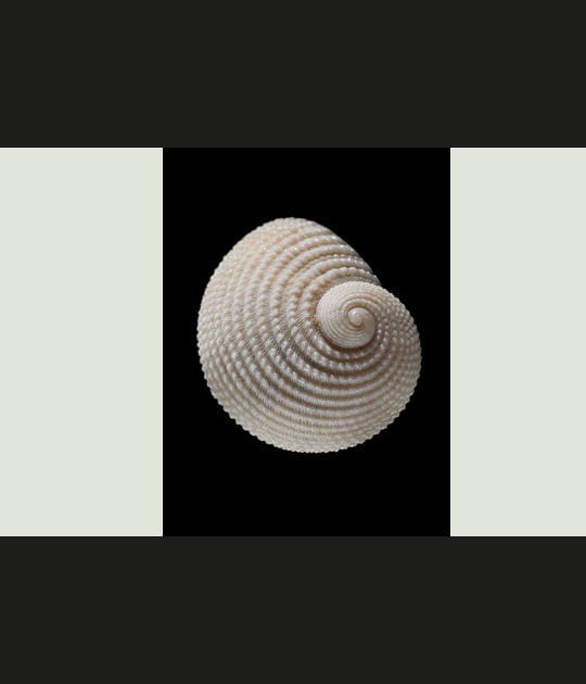Coquillage Neritopsis radula