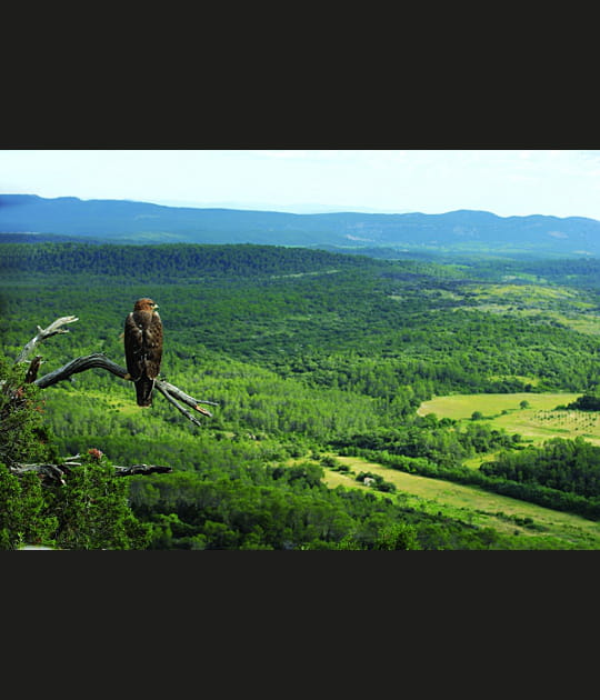 Un rapace m&eacute;diterran&eacute;en