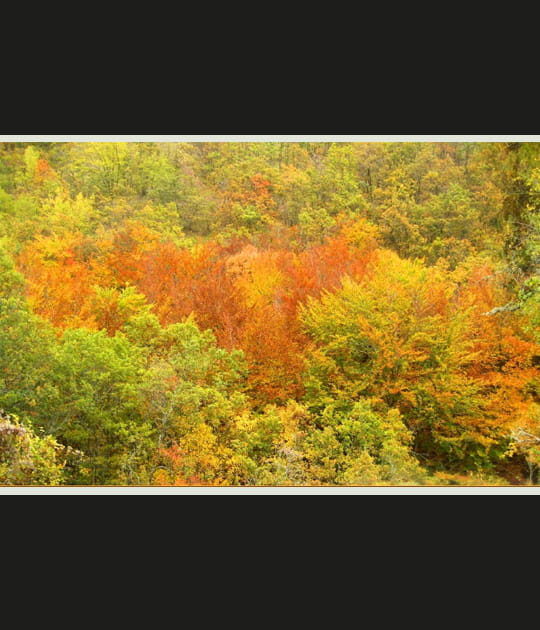 For&ecirc;t