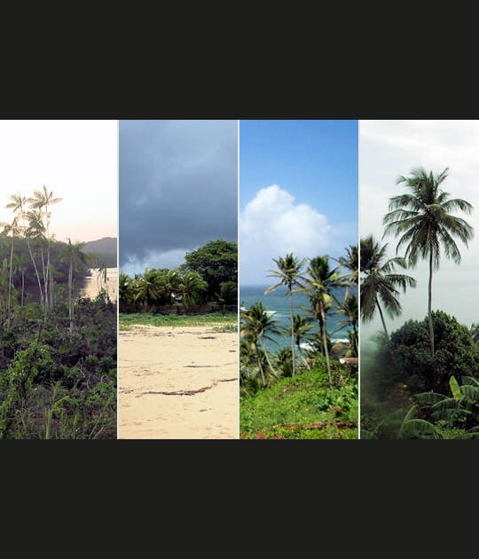 La for&ecirc;t de la Guyane fran&ccedil;aise