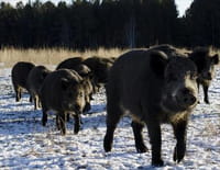 Indonésie sauvage : Russie