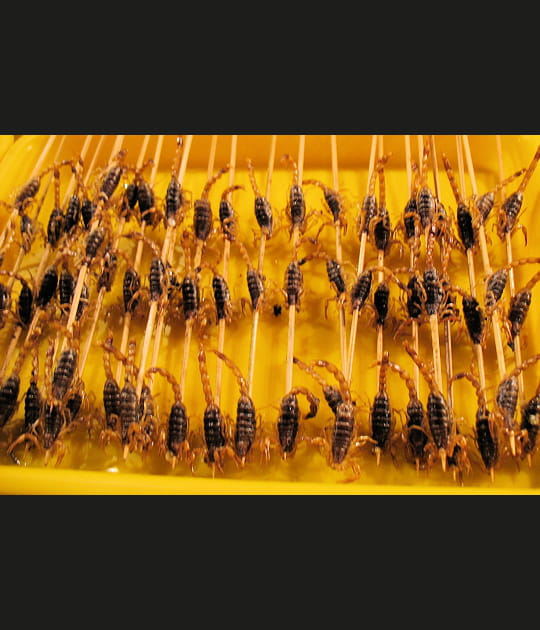 Des scorpions roux