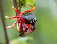 Costa Rica, une arche de la nature