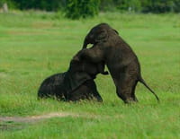 Sri Lanka, île des extrêmes : Loka l'éléphanteau