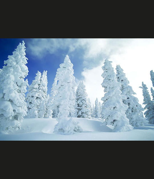 Les plus beaux sapins de la nature