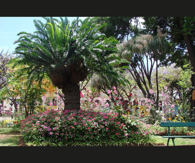 Jardin municipal de Funchal