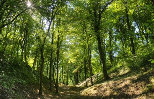 La forêt de Verdun, Lorraine