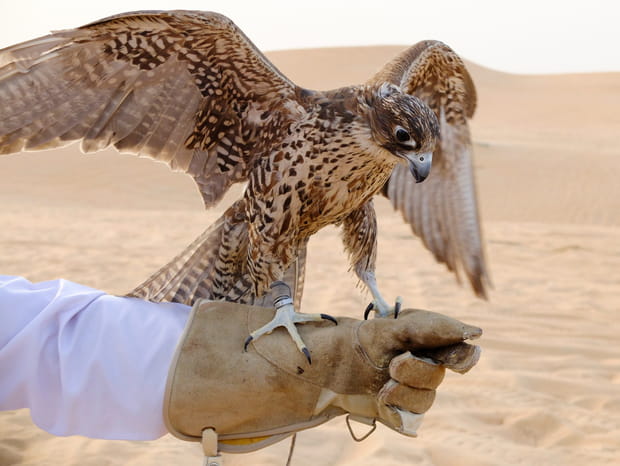 Abu Dhabi Falcon Hospital : une autre facette de la culture émiratie