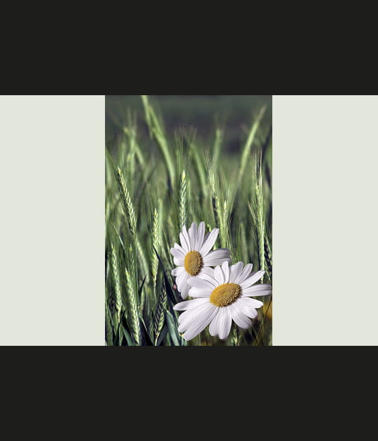 Marguerites