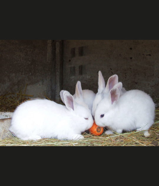 Festin de lapins