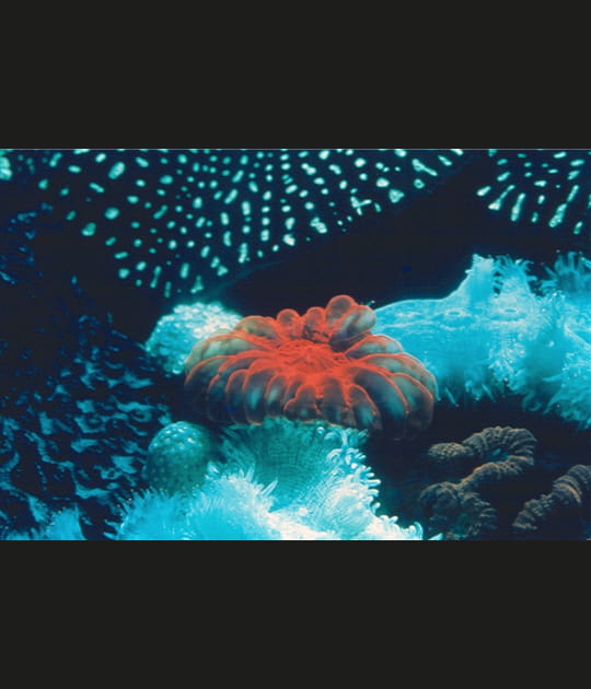 Un duo tr&egrave;s symbiotique