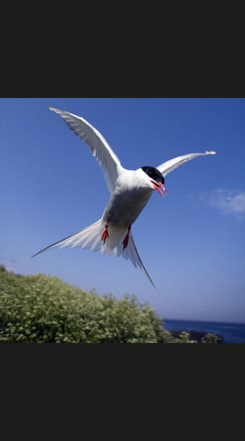 La sterne arctique&nbsp;: les plus longues migrations