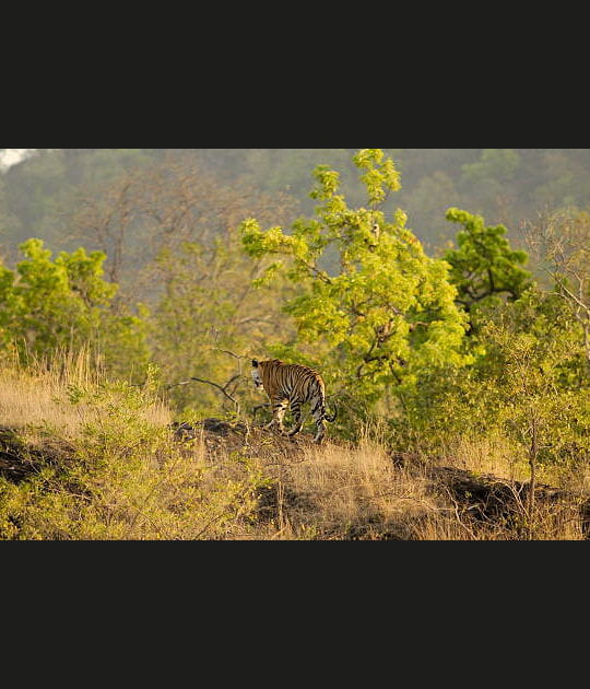 Etat indien comptant le plus de tigres