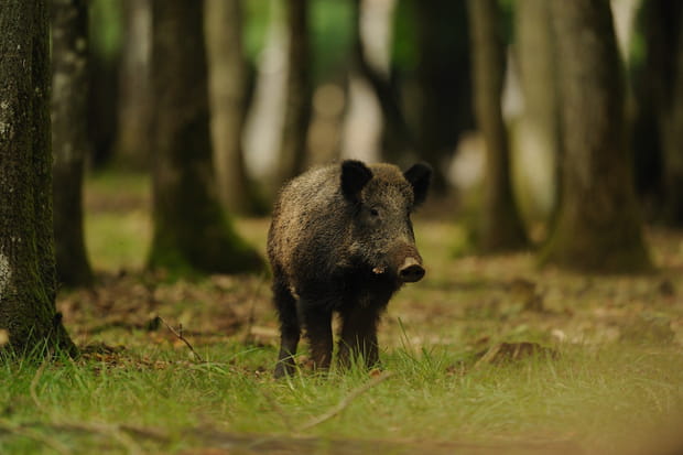 Le sanglier dans les forêts du Nord et du Sud